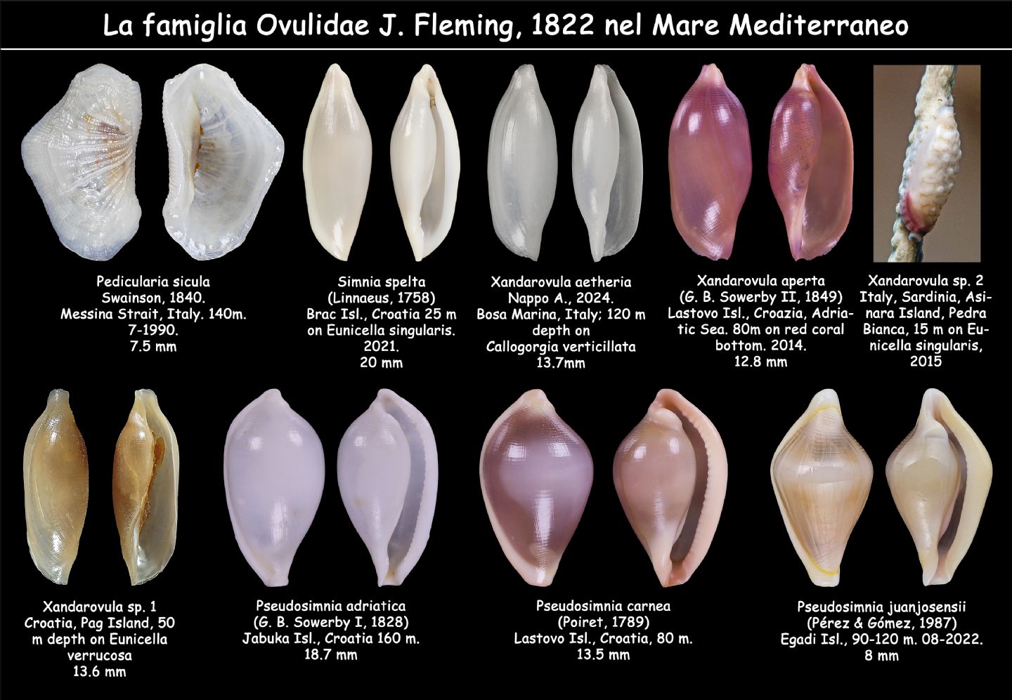 Simnea purpurea o simnea aperta